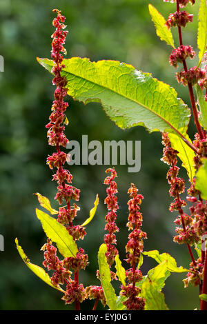Breitblättrigen Dock / bitter dock / Bluntleaf dock / dock Leaf / Butter dock (Rumex Obtusifolius) Stockfoto