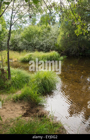 Lone Creek im Norden Spaniens Stockfoto