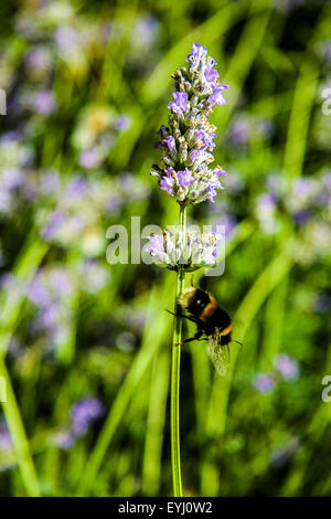Buff Tailed Bumble Bee Bombus Terrestris durch Blumen sammeln Pollen fliegen Stockfoto