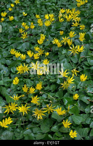 Kleinen Celandines (Ranunculus Ficaria Subspecies Bulbilifer / Ficaria Verna Subspecies Bulbifer) in Blüte Stockfoto