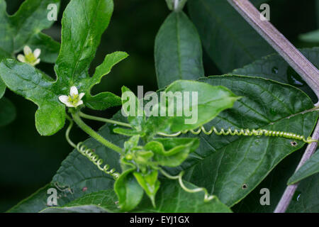 Rote Zaunrübe / weiße Zaunrübe (Bryonia Dioica) in Blüte Stockfoto