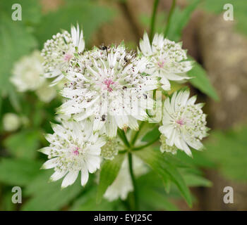 Größere Sterndolde - Astrantia große Naturalised in Cotswold Woodland Stockfoto