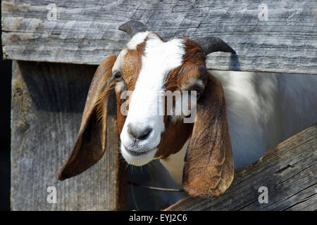 Eine braune und weiße Ziege auf einem Bauernhof Blick durch eine hölzerne Stockfoto