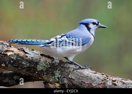 Ein Blauhäher (Cyanocitta Cristata) hocken auf einem Ast im Herbst. Stockfoto