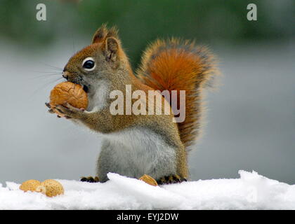 Ein Amerikanisches Rotes Eichhörnchen (Tamiasciurus Hudsonicus) trägt eine Walnuss in seine Pfoten an einem verschneiten Wintertag Stockfoto