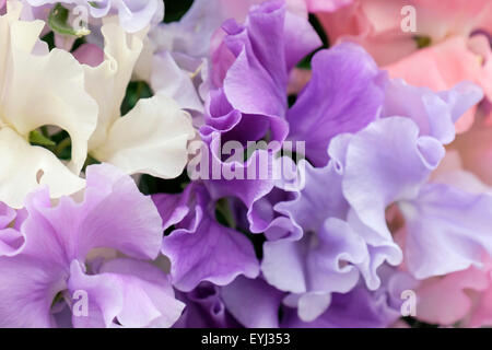 Anzeige der Wicken 'Stark parfümiert gemischte Spencer' Blumen. England-UK-Großbritannien Stockfoto