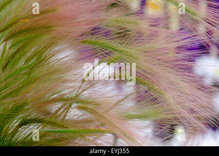 Ornamentale Schalen aus Foxtail Barley oder Squirrel Tail Grass Hordeum jubatum wachsen in einem Garten mit Blumen dahinter. England Großbritannien Stockfoto