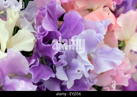 Anzeige der Wicken 'Stark parfümiert gemischte Spencer' Blumen. England-UK-Großbritannien Stockfoto