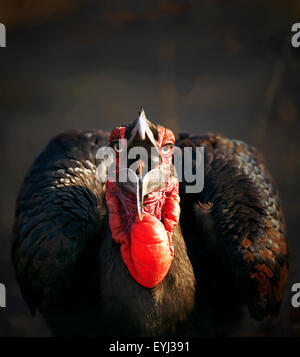 Südliche Hornrabe (Bucorvus Leadbeateri) Fütterung in einem verbrannten Feld - Kruger National Park (Südafrika) Stockfoto