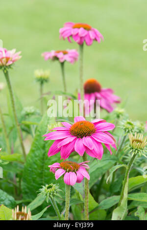 Echinacea Purpurea 'Powwow wild Berry' Sonnenhut Stockfoto