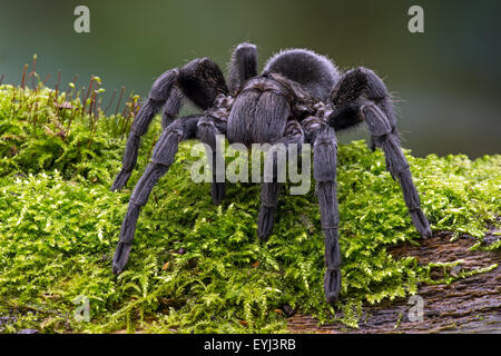 Brasilianische schwarzem Samt Tarantula (Lebensraum Pulchra) Stockfoto