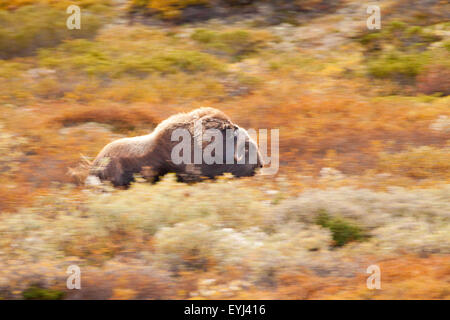 Moschusochsen Stiere, Ovibos Moschatus im Dovrefjell Nationalpark, Dovre, Norwegen. Stockfoto