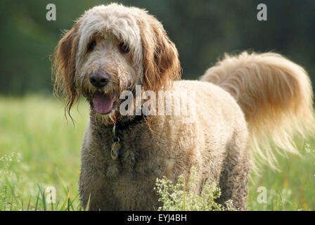Eine golden Doodle Hund glücklich wedelt seinen Schweif auf einer Wiese im Sommer Stockfoto