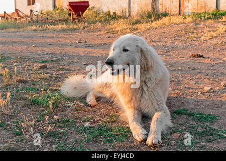 allein Maremma Sheepdog im Aussenbereich Stockfoto