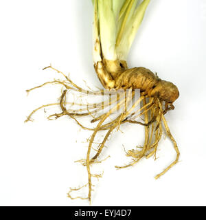 Sumpfschwertlilie, Iris Pseudacorus, Rhizom, Stockfoto