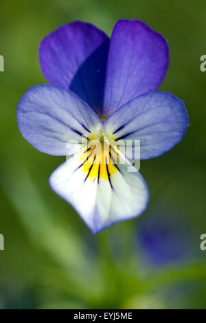 Stiefmuetterchen, Viola Tricolor, Stockfoto