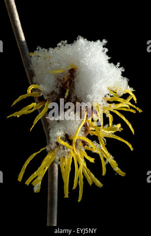 Zaubernuss; Hamamelis; Japonica; Schnee, Stockfoto