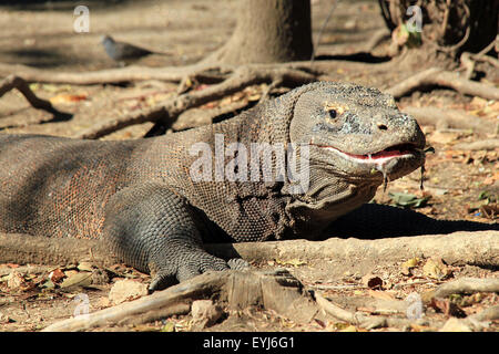 Schließen Sie Schuss ein Komodowaran (Varanus Komodoensis) mit sabbern Mund, Rinca, Komodo National Park, Indonesien Stockfoto