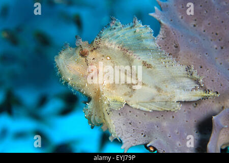 Leaf Drachenköpfe (Taenianotus Triacanthus, aka Schaukelfisch, Paperfish) auf eine Koralle, Flores, Indonesien Stockfoto