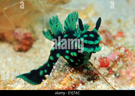 Frontale Nahaufnahmen Cristate Neon Slug (Nembrotha Cristata), Padang Bai, Bali, Indonesien Stockfoto