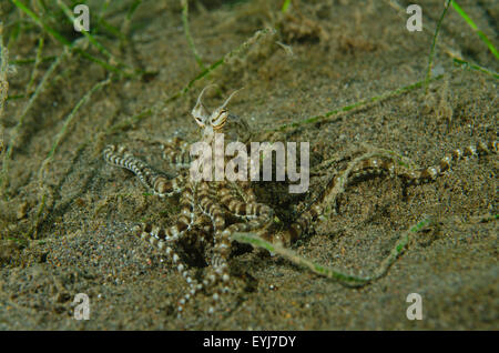 Eine Mimik Oktopus, Thaumoctopus Mimicus, kriecht entlang der Unterseite bei Puri Jati Tauchplatz, PJs, Seririt, Bali, Indonesien, Pazifik Stockfoto