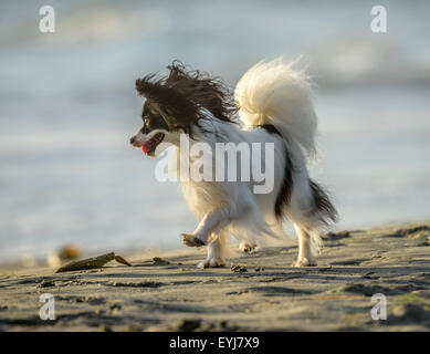 Papillon Hund am Hundestrand Ocean Beach, CA Stockfoto