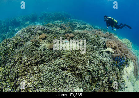 Ein Taucher schwimmt über ein Korallengarten in Menjangan Island, Nationalpark West Bali, Indonesien, Pazifischer Ozean Stockfoto