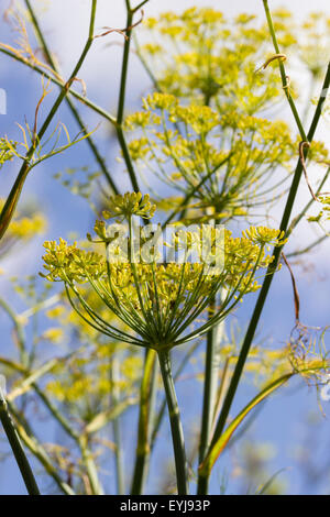Blütenköpfchen Küchenkraut Fenchel, Foeniculum Vulgare, gegen einen Sommerhimmel Stockfoto