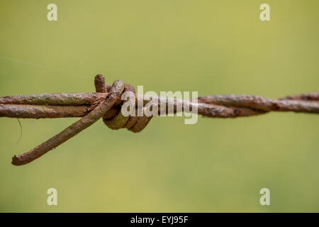 Stacheldraht Stockfoto