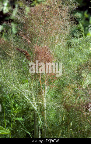 Bronze-Fenchel Foeniculum Vulgare, Purpureum, Stockfoto