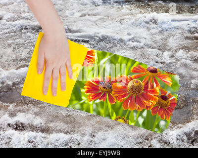 Saison Konzept - Hand löscht Schneeschmelze mit einem gelben Tuch aus Bild und rote Decke Blumen erscheinen Stockfoto