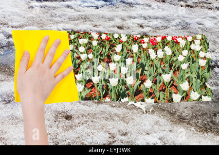 Saison Konzept - Hand löscht Schneeschmelze mit einem gelben Tuch aus Bild und Tulpe Blumen erscheinen Stockfoto