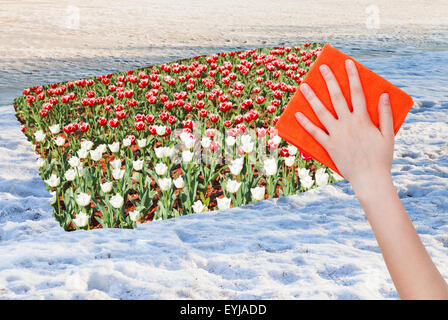 Saison Konzept - Hand löscht Schneeoberfläche von orange Tuch aus Bild und Tulpe Blumen erscheinen Stockfoto
