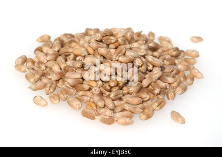 Triticale, Wintertriticale, Triticosecale, Rimpauii, Stockfoto