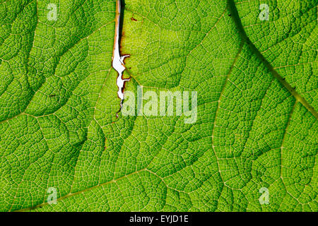 Gunnera Manicata - chilenische (brasilianischer) Riesen Rhabarber, riesigen grünen Blättern Stockfoto