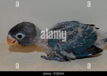 Babyvogel Stockfoto