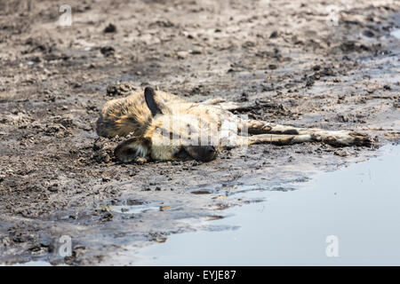 Ein Afrikanischer Wildhund (LYKAON Pictus) schlafen am schlammigen Ufer eines Flusses, Okavango Delta, Botswana, Südafrika Stockfoto