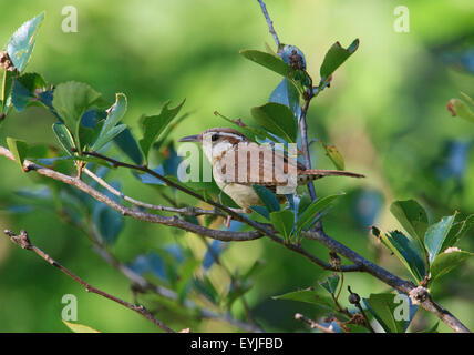 Carolina Zaunkönig (Thryothorus sich) Stockfoto