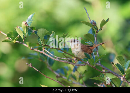 Carolina Zaunkönig (Thryothorus sich) Stockfoto