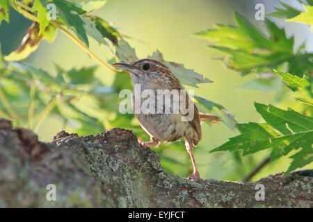 Carolina Zaunkönig (Thryothorus sich) Stockfoto