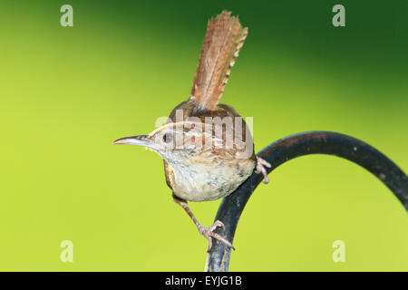 Carolina Zaunkönig (Thryothorus sich) Stockfoto