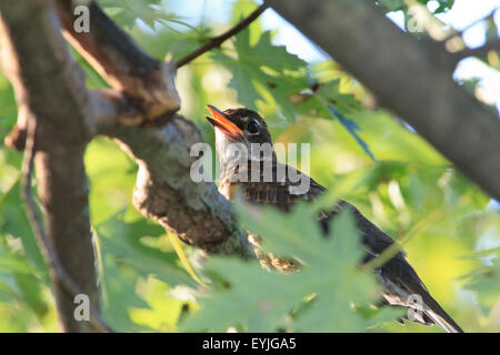 Erster Sommer American Robin (Turdus Migratorius) in den Bäumen Stockfoto