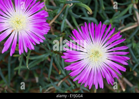 Zarte lila Blume Mittagsblumengewächsen, Lampranthus Spectabilis auf dunklem Hintergrund Stockfoto