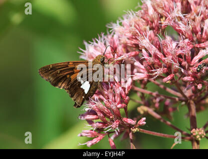 Silber getupft Skipper (Epargyreus Clarus) auf Wolfsmilch Blumen. Stockfoto