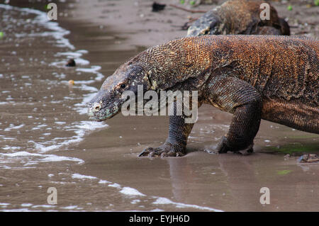 Ein Komodowaran mit Speichel läuft sein Kinn steht am Rand Wassers Varanus Komodoensis, Rinca Insel Komodo Stockfoto