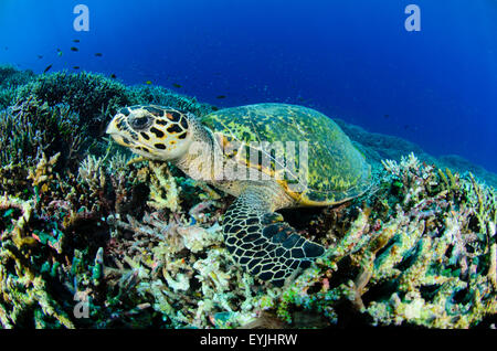 Eine echte Karettschildkröte, Eretmochelys Imbricata, Essen Schwamm unter Korallen im Nationalpark Komodo, Indonesien, Pazifischer Ozean Stockfoto