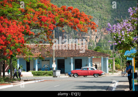 VINALES, Kuba - 20. Mai 2011: Amerikanische Oldtimer stehen unter die roten Blüten der Flamme Baum geparkt. Stockfoto