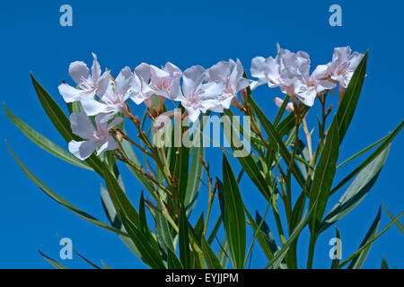 Sardinien, Italien: Blüten des Oleander (Nerium Oleander) Stockfoto