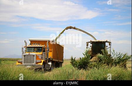 Feldhäcksler und sammeln von LKW ist Mais geerntet. Stockfoto