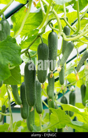 Cucumis Sativus. Gurke Sokrates Obst am Rebstock in einem Gewächshaus Stockfoto